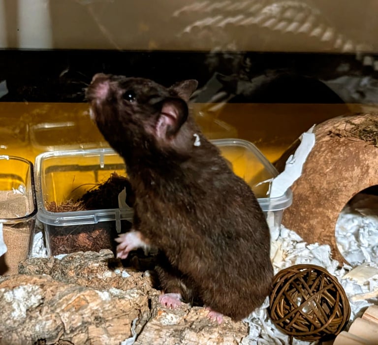 UPDATED 20/10/25 - Female Syrian for Adoption 