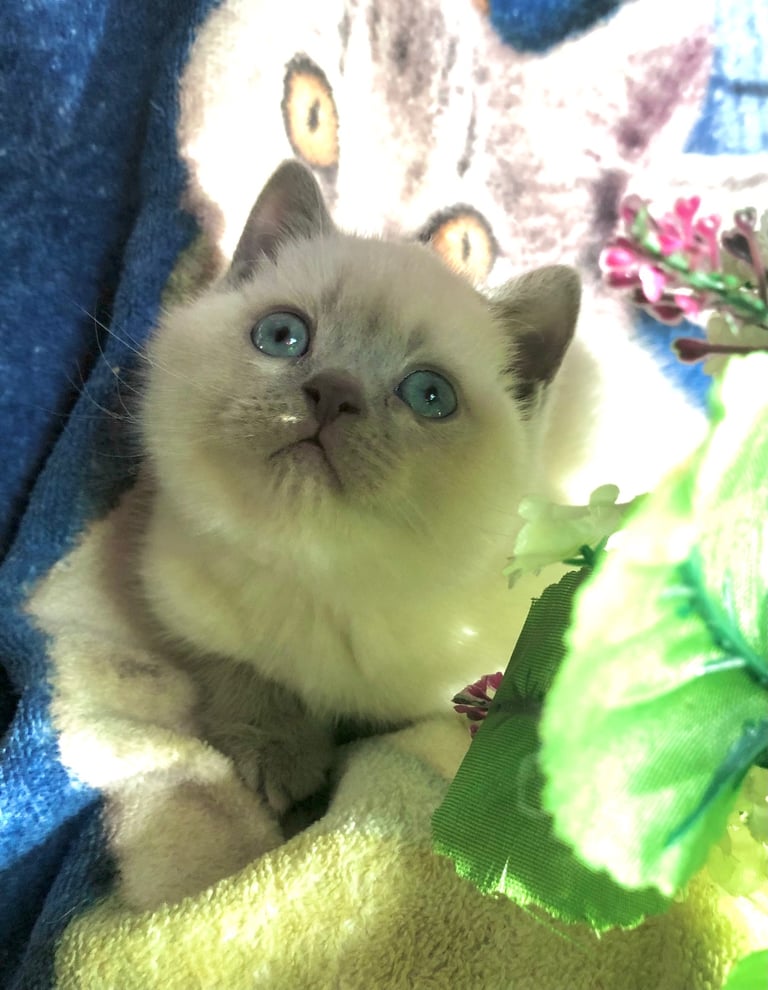 Gorgeous Colourpoint BSH kittens 