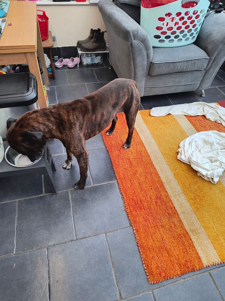 Staffordshire bull Terrier cross American bull dog.