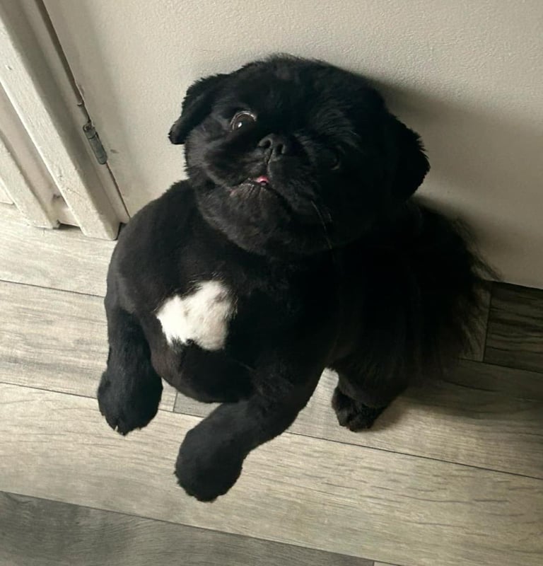 Pekingnese Dog 