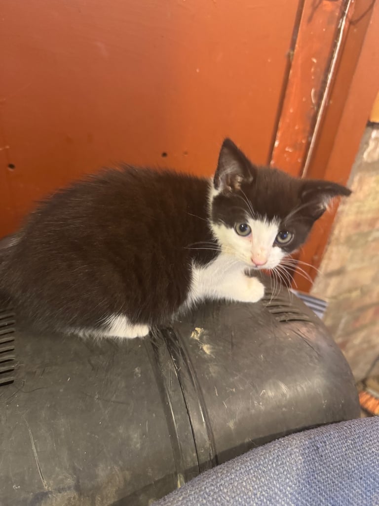 Grey white black ginger tabby tortoiseshell tuxedo girl female kitten cat