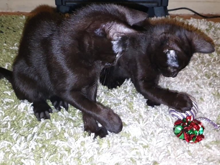 Dark Brown Tabby/Bombay Male Kittens for sale 