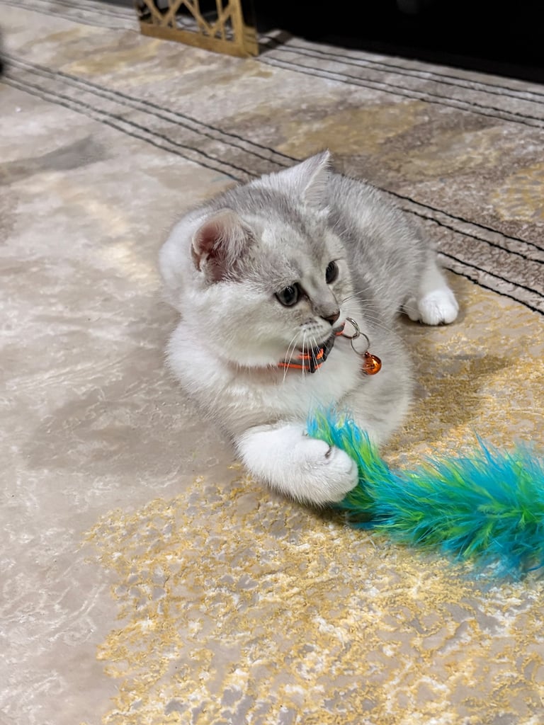 Kitten 