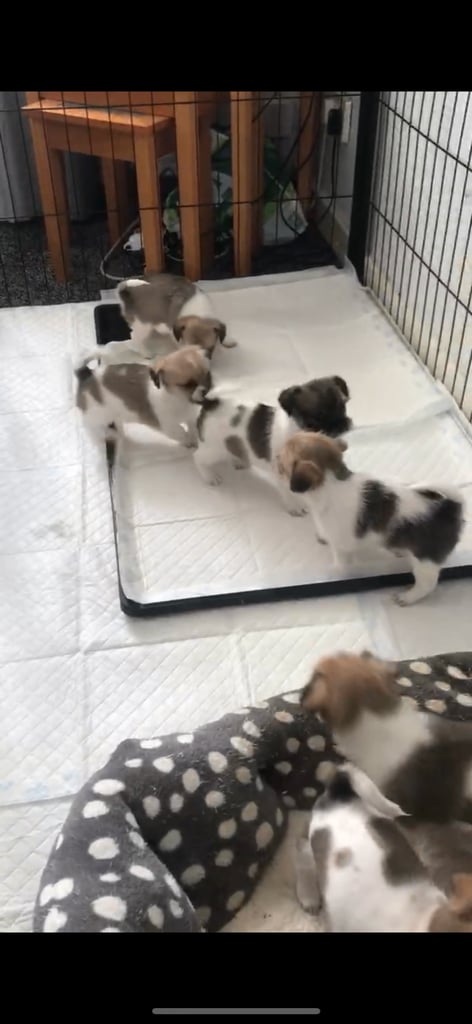 Shih tzu x chihuahua puppies 