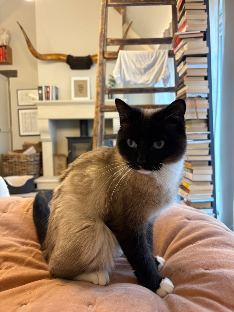 Beautiful Siamese x Ragdoll cat