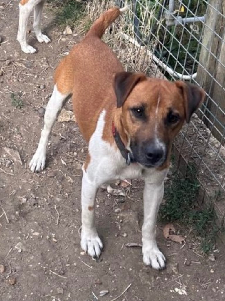 image for Plummer terrier for sale 