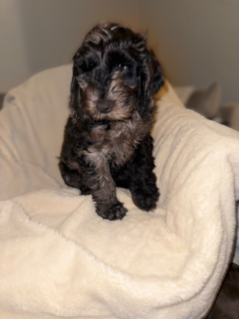 F1 Cockapoo puppies