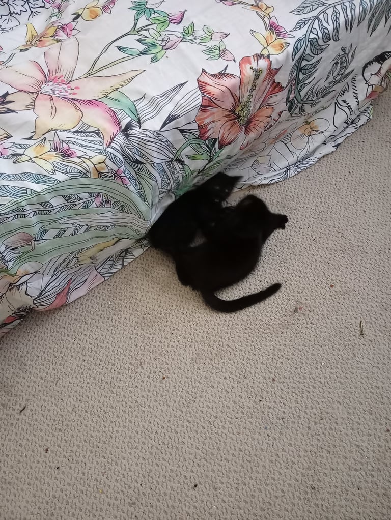 4 kittens 3 black 1 tortoise shell 