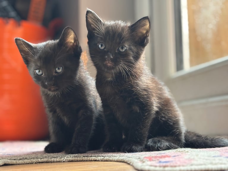 Black Cats Bombay Kitten Price Bombay Cats Kittens For Sale In