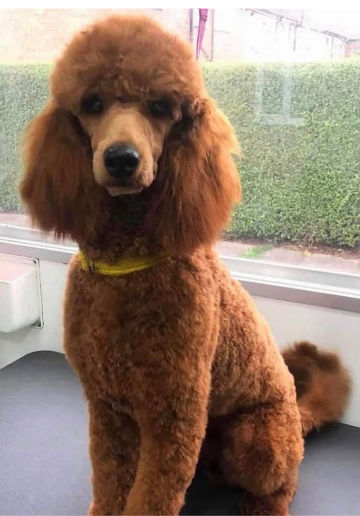 Red cockapoo puppies 