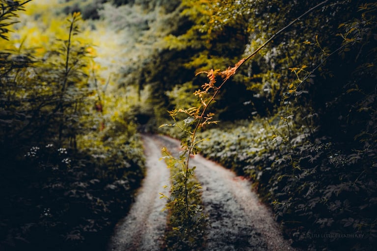 image for LEICA Q3 WANTED 