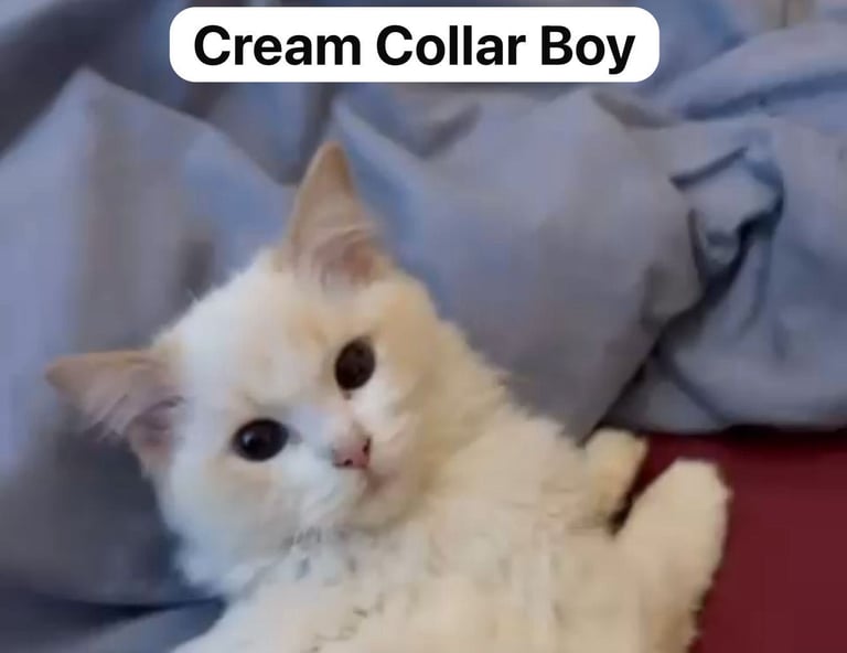 GCCF Championship Line Ragdolls