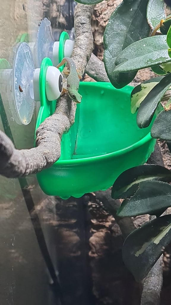 Peacock geckos SOLD waiting for more to hatch