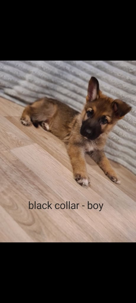🐾 Adorable 8-Week-Old German Shepherd Puppies Ready for Their Forever Homes! 🐾