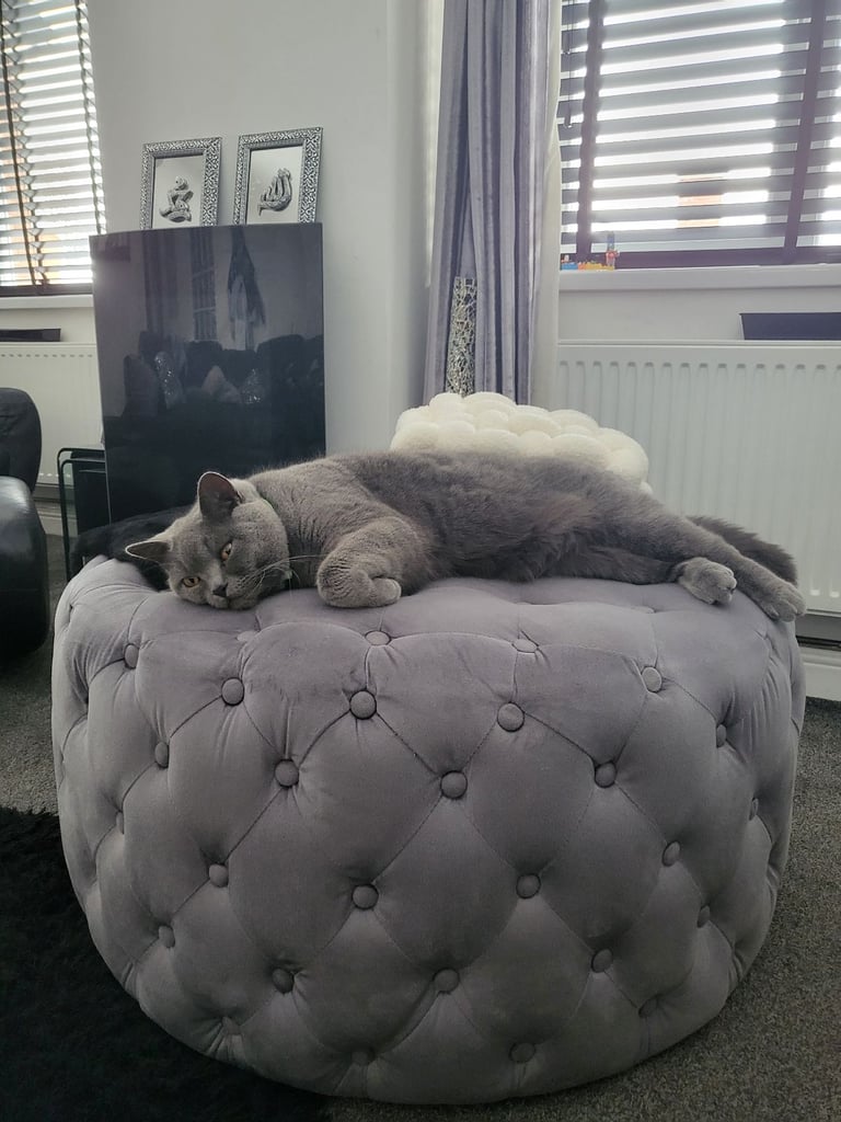 Male british shorthair 4 yrs old