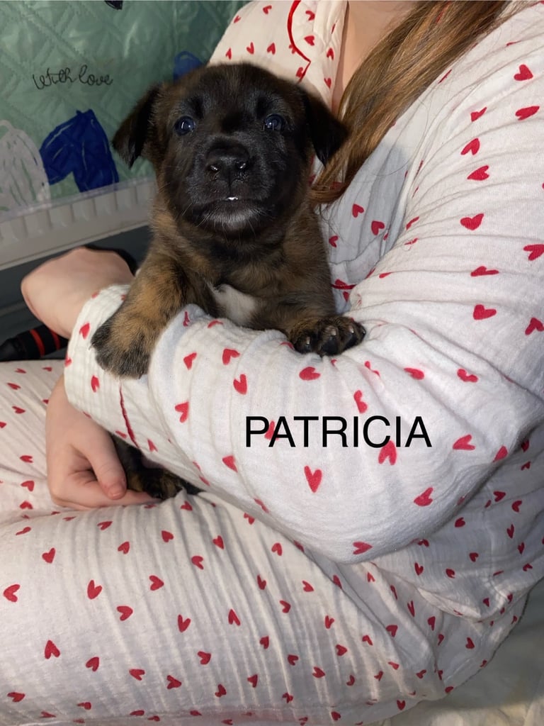 Belgium malinois x bull lurcher puppy’s 