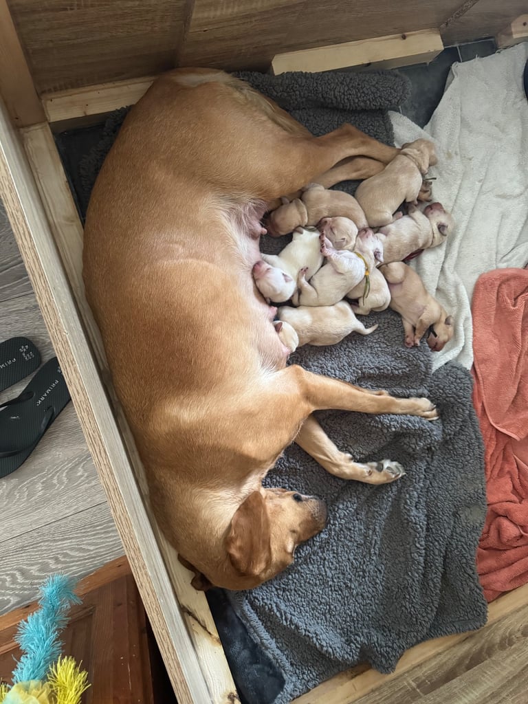 Big Chunky Labrador pups 