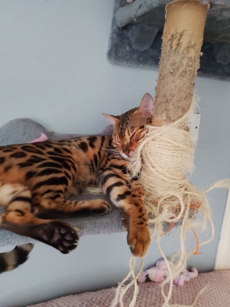 Silver bengals 