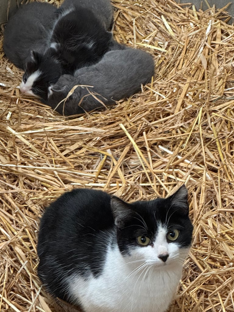 Kittens for sale - 2 boys, 2 girls  £120