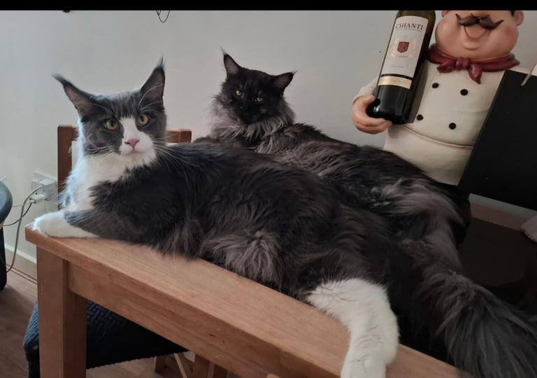 Affectionate Maine Coon Kitten Boy – Ready for His Forever Home
