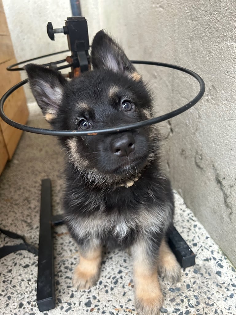 Stunning German Shepherd puppies
