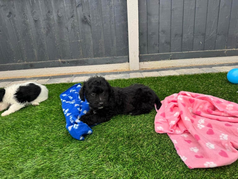 Jackapoo Puppys 