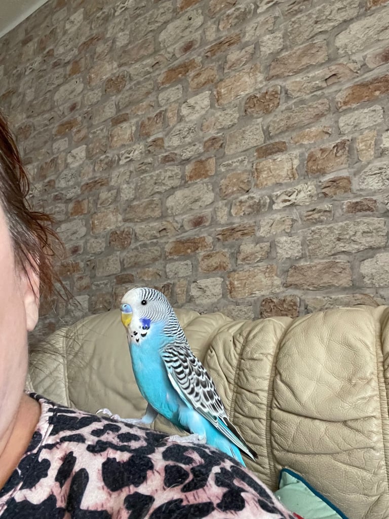 Baby male hand tamed budgie 