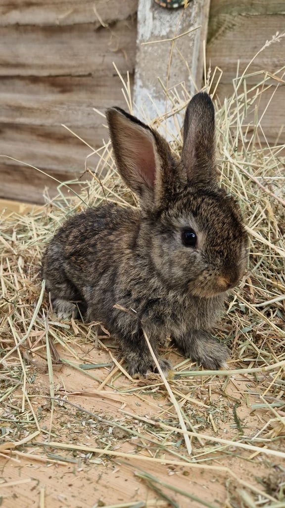 Gorgeous baby rabbits looking for their loving homes