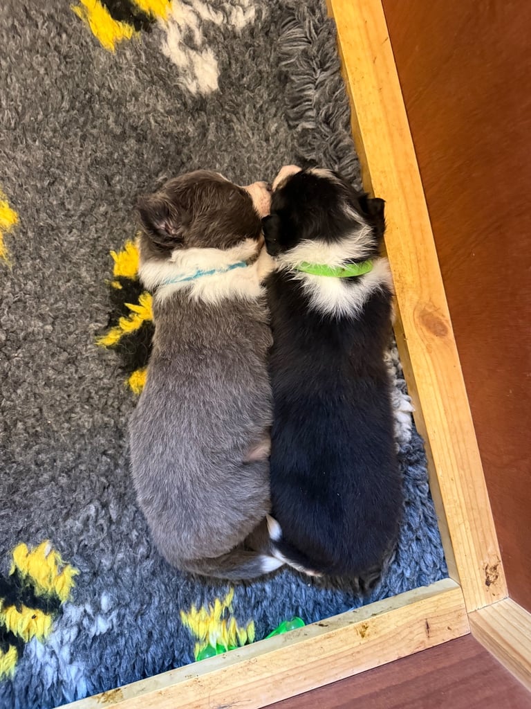 Collie puppies 