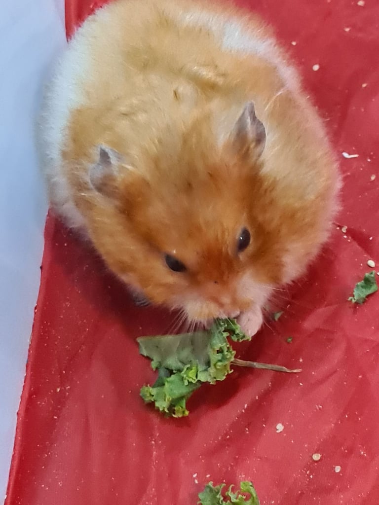 image for 2 x Rescued hamsters with cages 