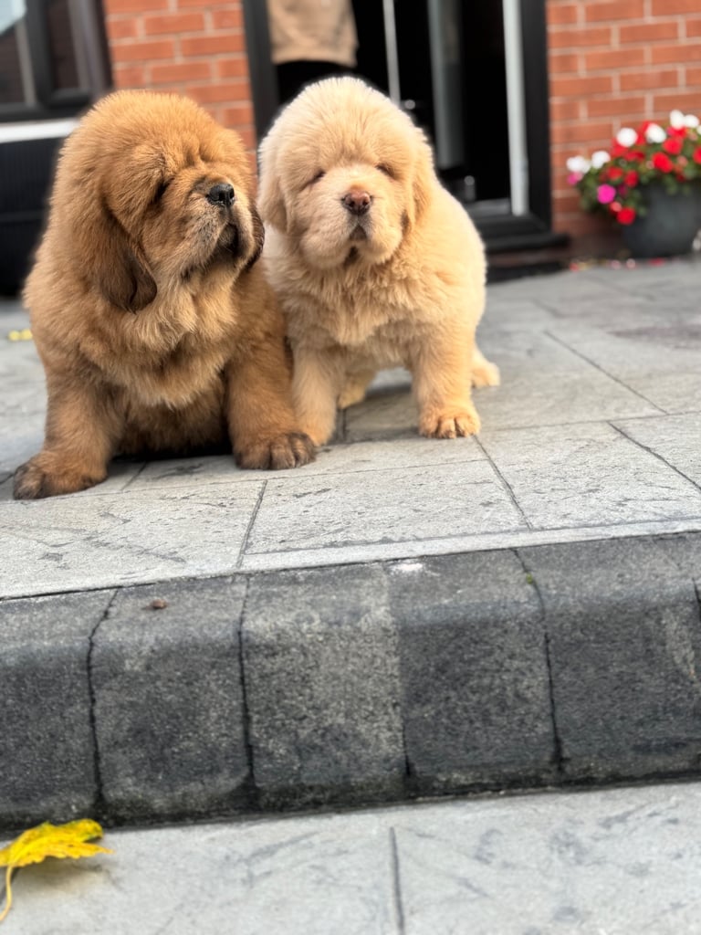 Chinese Tibetan mastiffs 