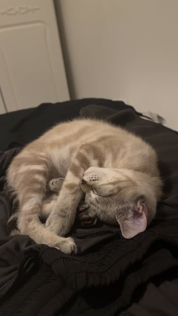 Ragdoll cross - 4 months