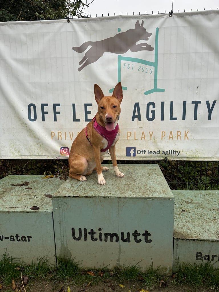 Border collie for rehoming 