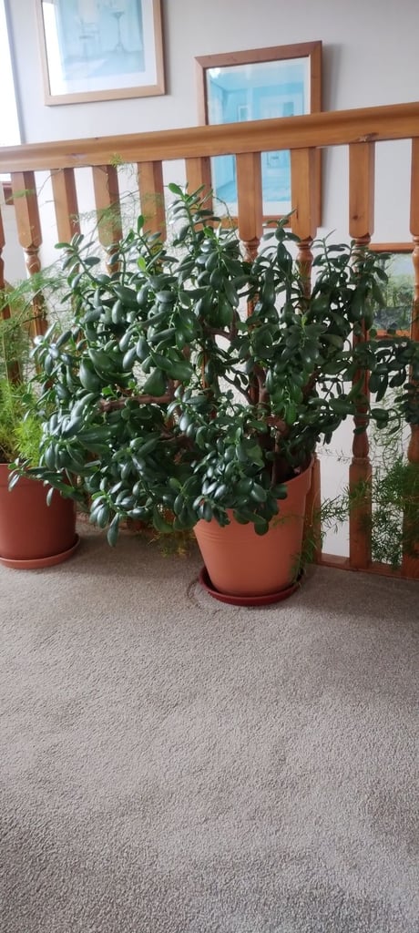 Large Money Plant