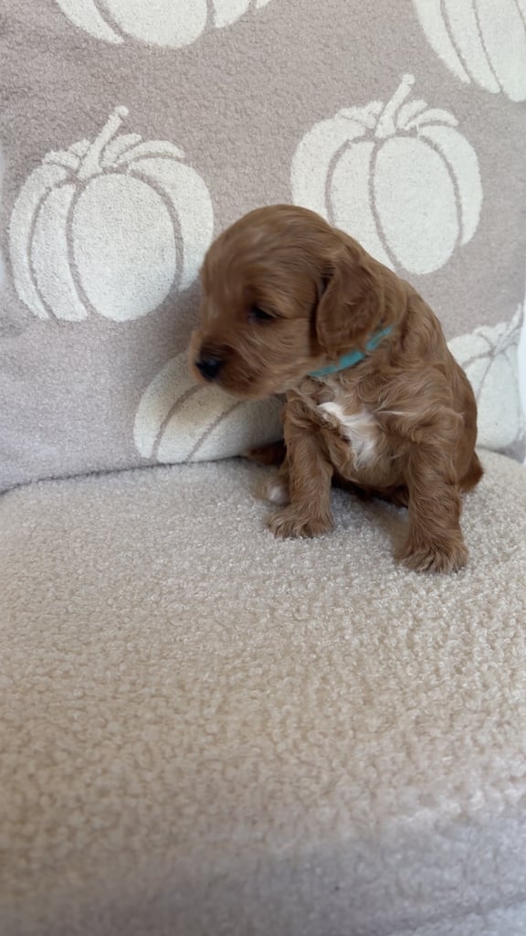 Beautiful f1b cockapoo puppies 