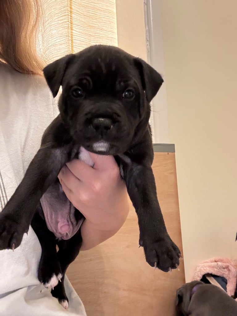Beautiful Staffy Puppies for sale 