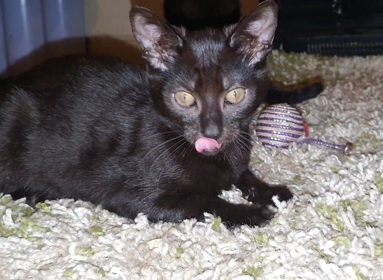 Dark Brown Tabby/Bombay Male Kittens for sale 
