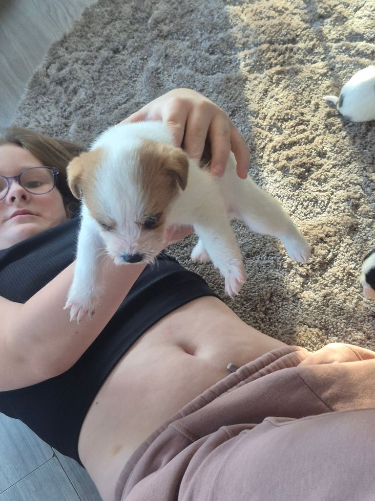 Jack russels cross