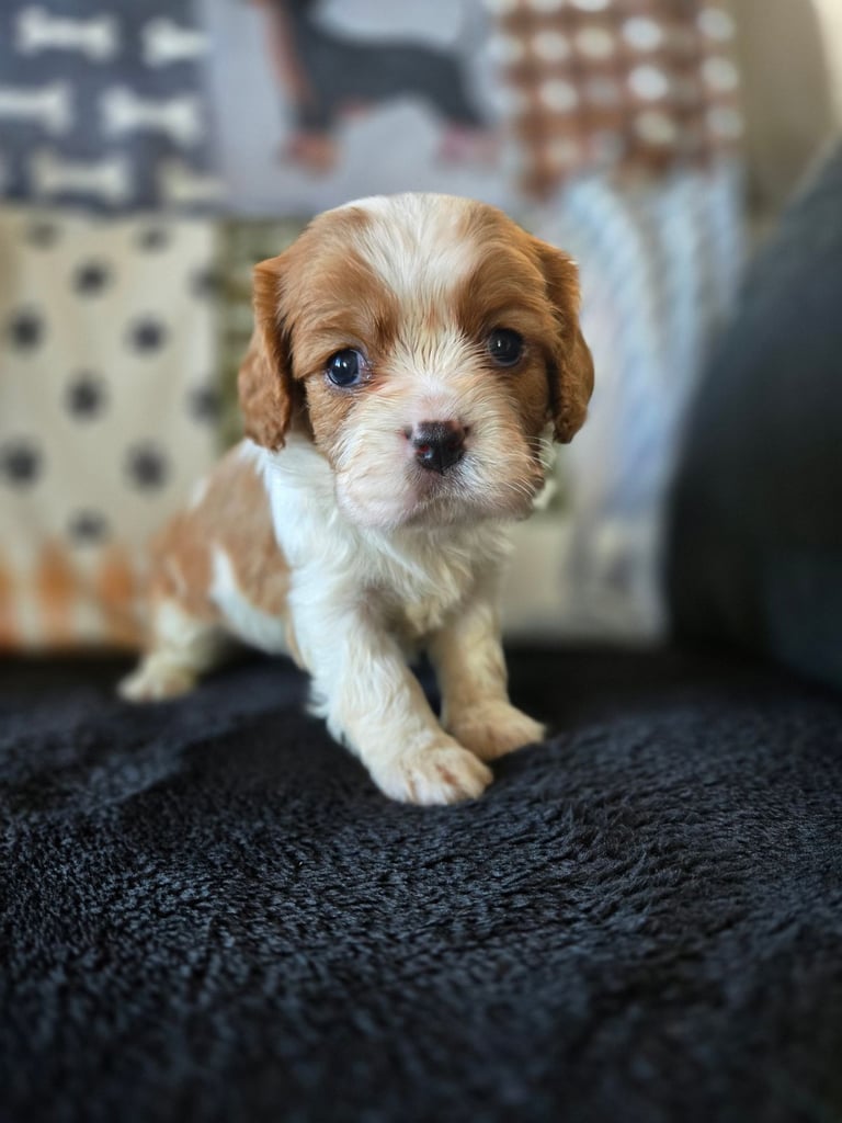 KC Cavalier King Charles Spaniel puppy 