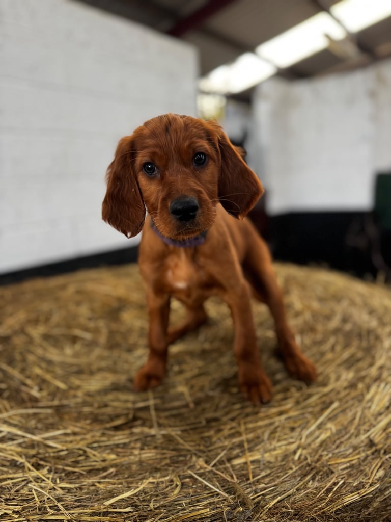 image for IKC Irish Red Setter puppies 