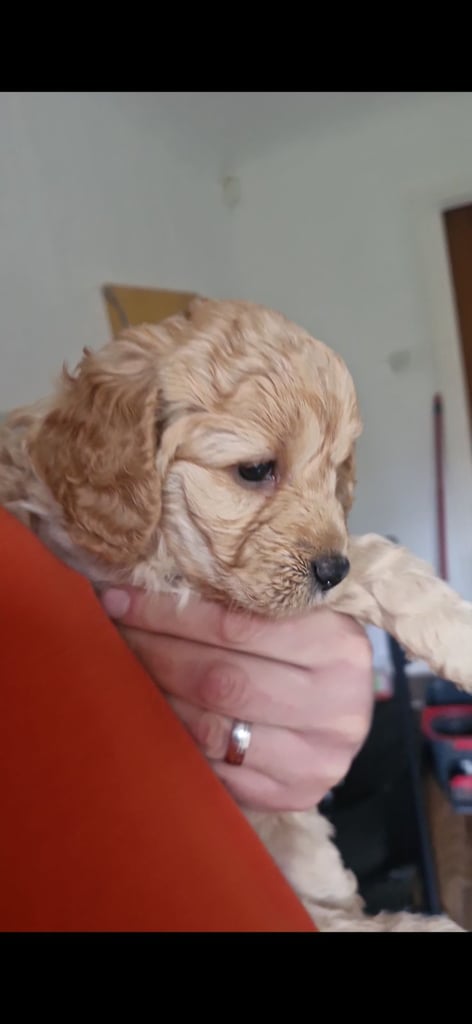 image for Cockapoo pups (K2)