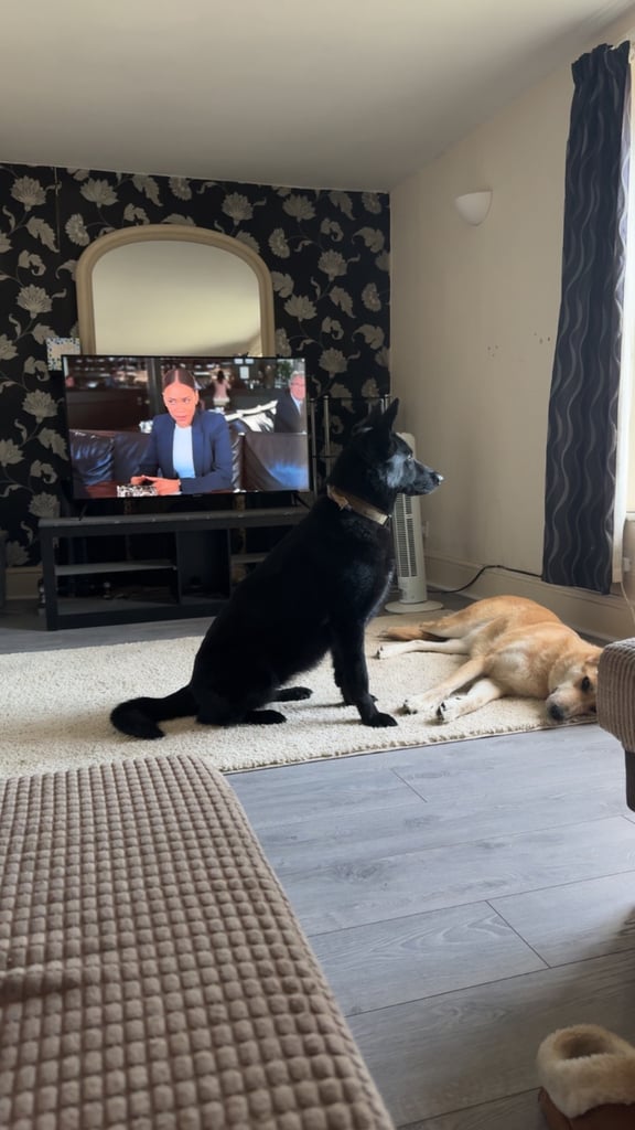 image for German shepherd puppies 