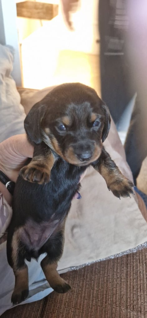 Dachsund puppies