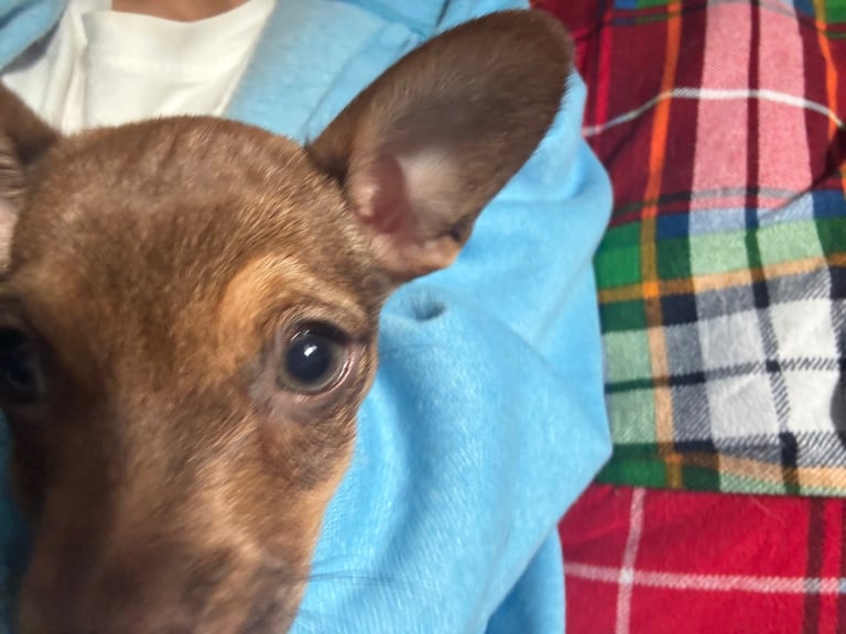 image for Perfect petite puppy 