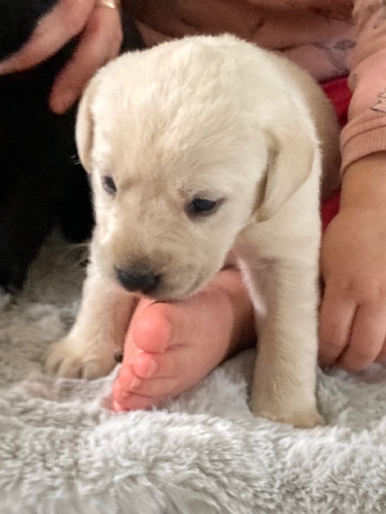 KC Labrador retriever 27.11.2025