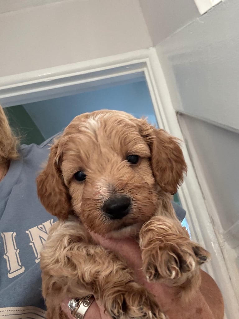 Stunning f1b cockapoo pup