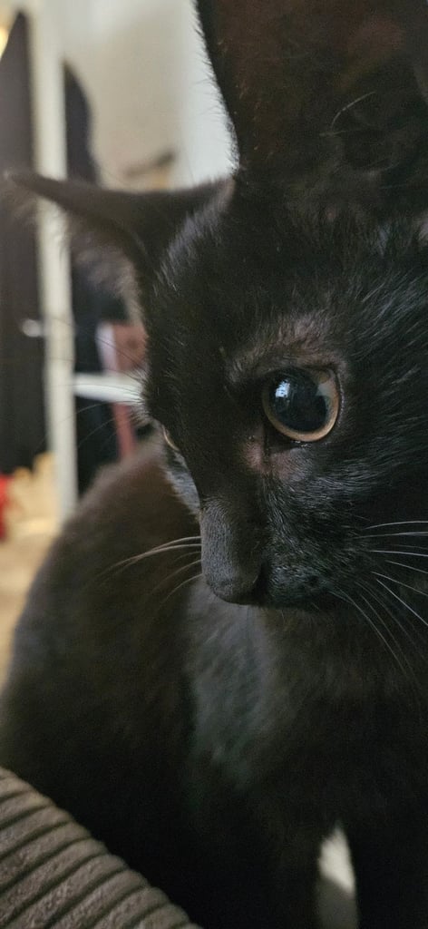 image for Black kitten