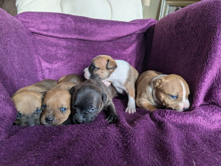 Stunning litter of Staffordshire bull terrier puppies 