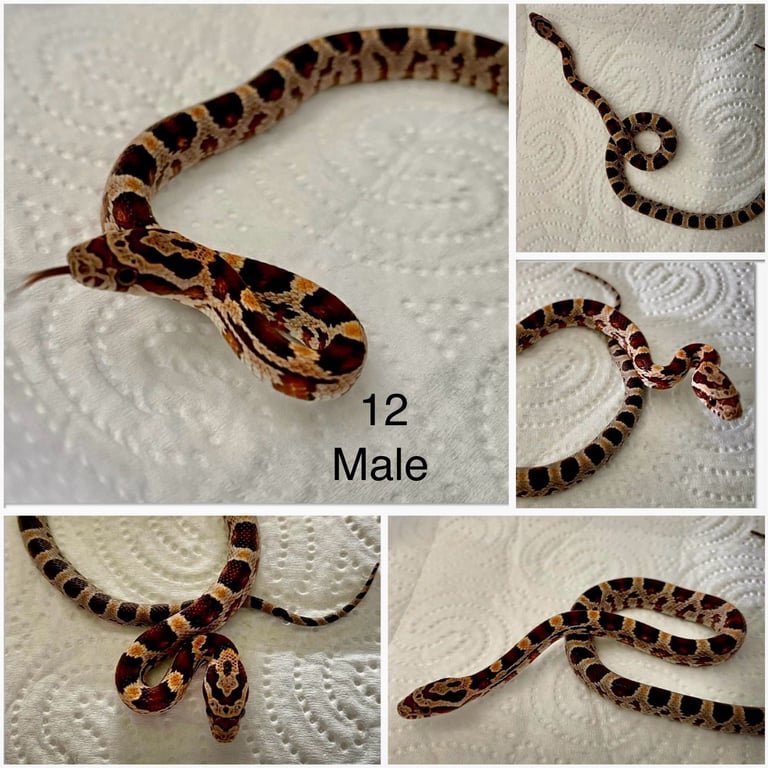 Hatchling corn snakes