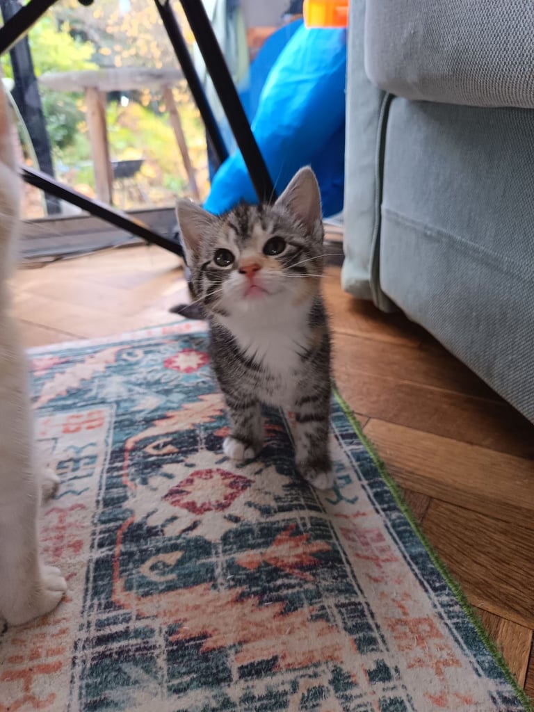 4 cuddly tabby and ginger kittens 